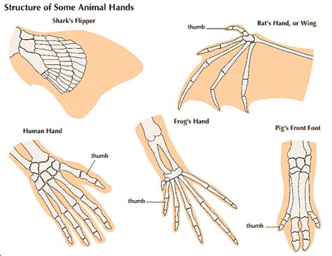 what other mammal structures are similar to the human hand